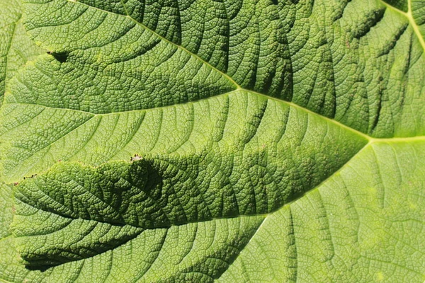 Brazylijskie Liście Roślin Lub Dinozaur Food Giant Rhubarb Mammutblatt Gallen — Zdjęcie stockowe