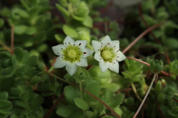 Flor Himalaia Houseleek Himalayanhauswurz Gallen Suíça Seu Nome Latino Sempervivella — Fotografia de Stock