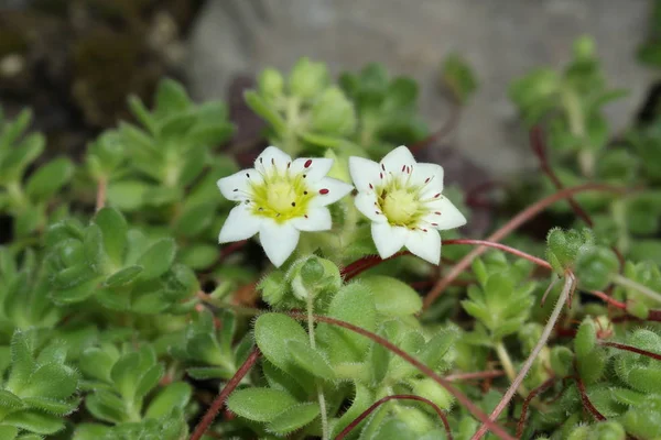 Himalayan Houseleek Flower Himalayanhauswurz Gallen Switzerland Its Latin Name Sempervivella — Stock Photo, Image