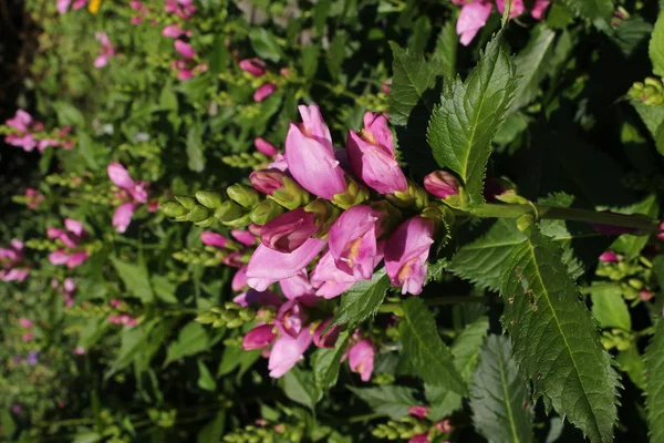 Pink Turtlehead Flower Twisted Shell Flower Gallen Switzerland Its Latin — Stock Photo, Image