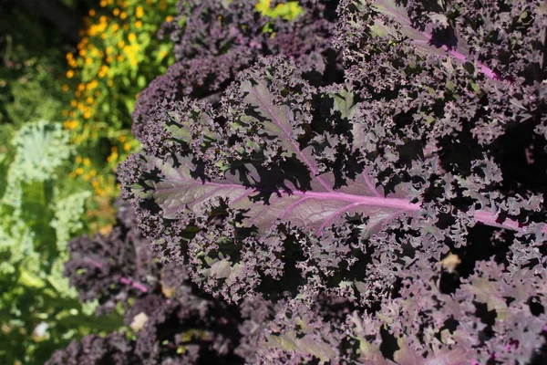 Fresh Curly Kale Plant Leaves Feder Kohl Gallen Switzerland Its — Stock Photo, Image