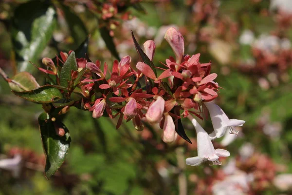 Fleurs Hybrides Glossy Abelia Saint Gall Suisse Son Nom Latin — Photo