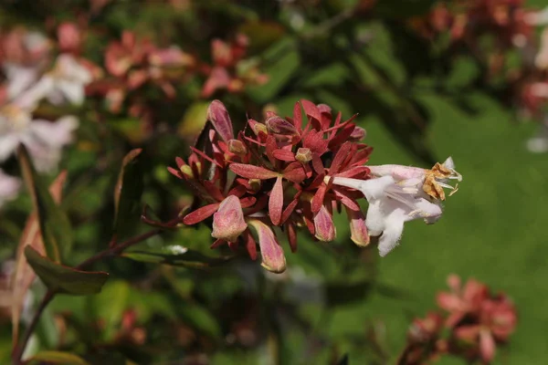 Fleurs Hybrides Glossy Abelia Saint Gall Suisse Son Nom Latin — Photo