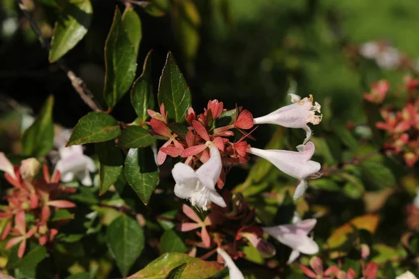Fleurs Hybrides Glossy Abelia Saint Gall Suisse Son Nom Latin — Photo