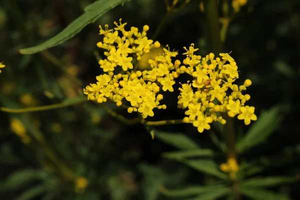 Żółte Patrinia Kwiaty Lub Scabious Liści Patrinia Scabiosen Goldbaldrian Gallen — Zdjęcie stockowe
