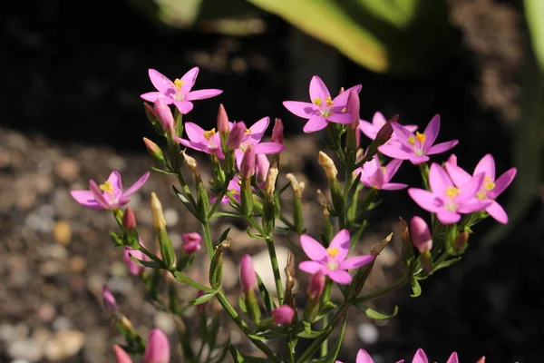 Lesser Centaury Flowers Branched Centaury Gallen Switzerland Латинское Название Centaurium — стоковое фото