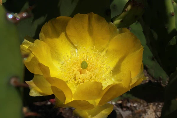 Amarelo Devil Tongue Flor Cacto Oriental Prickly Pear Indian Fig — Fotografia de Stock