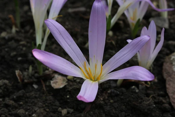 Falso Prado Azafrán Flor Irrlichtblume Gallen Suiza Nombre Latín Merendera —  Fotos de Stock