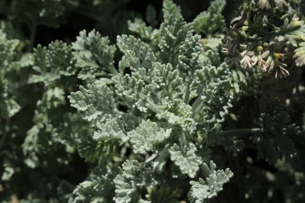Silver Mugwort Plant Leaves Gallen Switzerland Its Latin Name Tanacetum — 스톡 사진