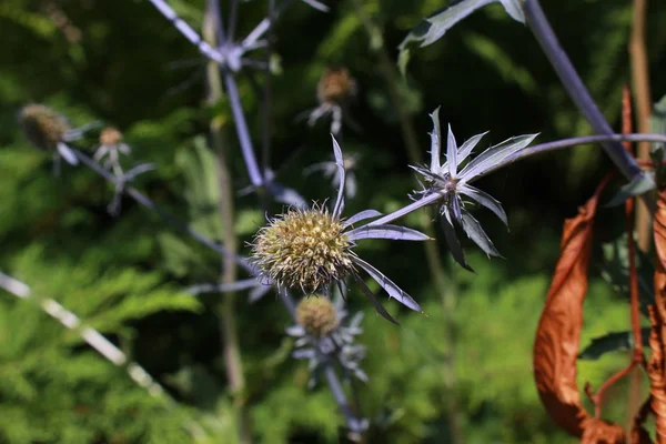 Blauwe Servische Zee Holly Bloem Servische Edeldistel Gallen Zwitserland Latijnse — Stockfoto