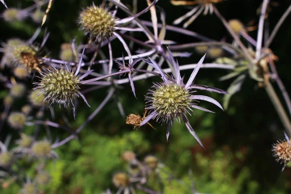 Flor Azul Serbian Sea Holly Serbische Edeldistel Gallen Suíça Seu — Fotografia de Stock