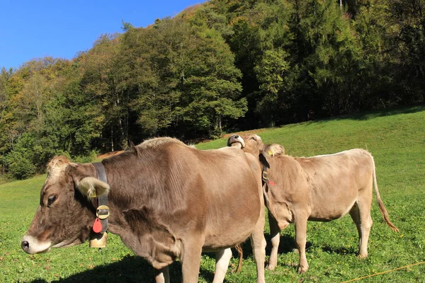Vacas Com Sinos Prado Verde Dia Ensolarado Liechtenstein Europa — Fotografia de Stock