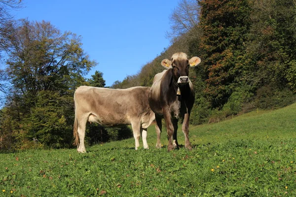 Krowy Dzwonkami Zielonej Łące Słoneczny Dzień Liechtensteinie Europa — Zdjęcie stockowe