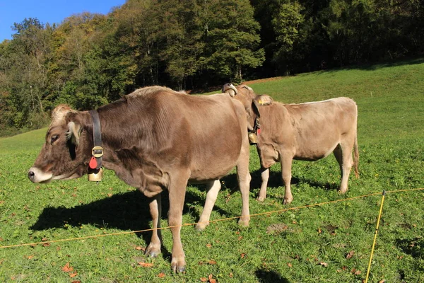 Vacas Com Sinos Prado Verde Dia Ensolarado Liechtenstein Europa — Fotografia de Stock