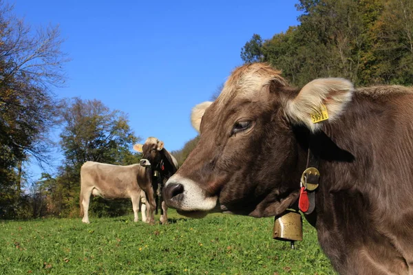 Vacas Com Sinos Prado Verde Dia Ensolarado Liechtenstein Europa — Fotografia de Stock