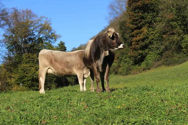 Αγελάδες Κουδούνια Στο Πράσινο Λιβάδι Μια Ηλιόλουστη Μέρα Στο Λιχτενστάιν — Φωτογραφία Αρχείου