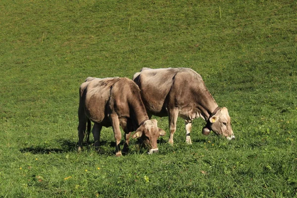 Mucche Con Campane Sul Prato Verde Una Giornata Sole Liechtenstein — Foto Stock