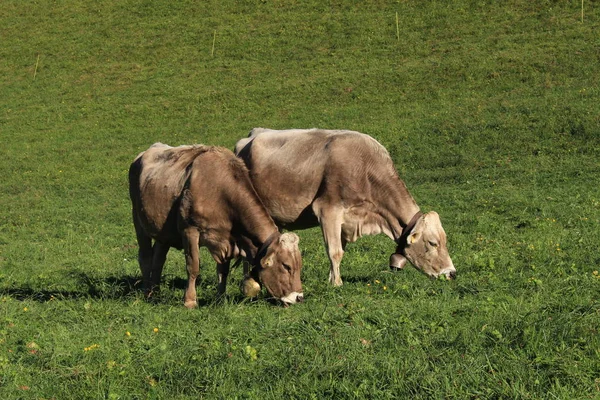 Mucche Con Campane Sul Prato Verde Una Giornata Sole Liechtenstein — Foto Stock