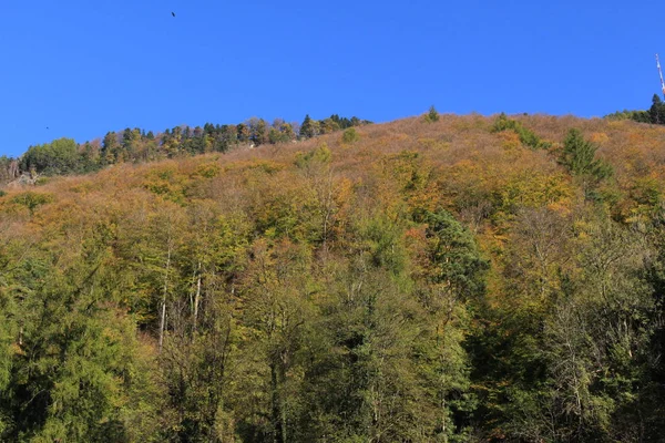 Sűrű Erdő Ősszel Vaduzban Liechtensteinben Európában — Stock Fotó