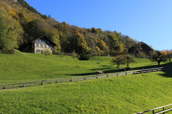 放牧牛を持つ緑の風景 緑の森とVaduz リヒテンシュタイン ヨーロッパのAlp山の丘の上の家 — ストック写真
