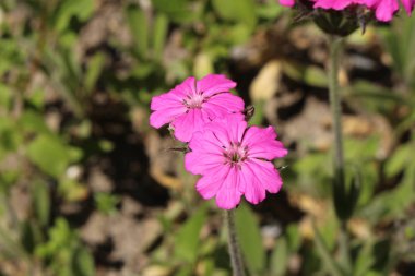 İsviçre 'nin St. Gallen kentinde mor campion çiçekleri (veya Lychnis, Silene). 