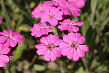 İsviçre 'nin St. Gallen kentinde mor campion çiçekleri (veya Lychnis, Silene). 