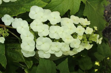 İsviçre 'nin St. Gallen kentinde bulunan beyaz 