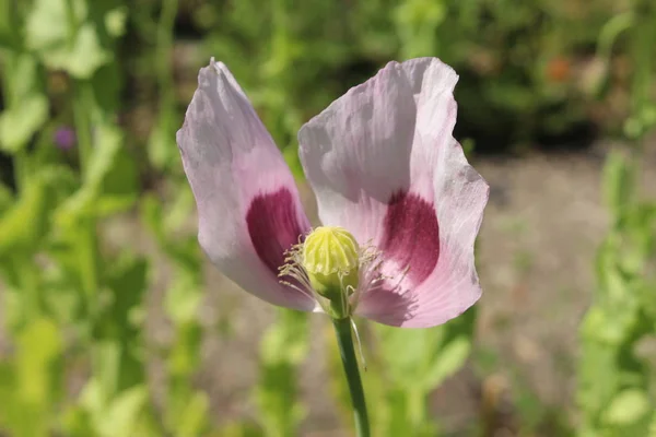 Opium Poppy Flor Papoula Branca Gallen Suíça Seu Nome Latino — Fotografia de Stock