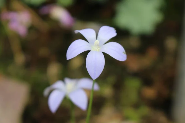 Fleur Bleue Akaroa Harebell Saint Gall Suisse Son Nom Latin — Photo