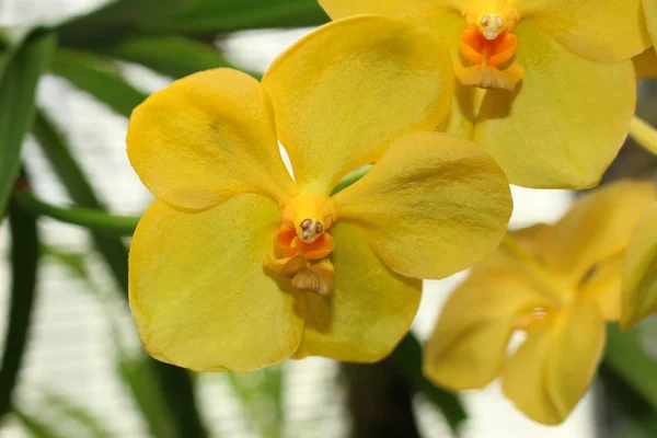 Amarillo Ascocenda Orchid Flores Abreviado Como Ascda Gallen Suiza Híbrido — Foto de Stock