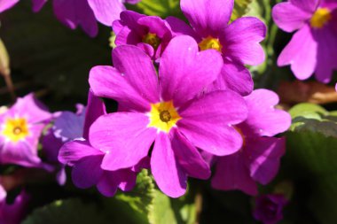  İsviçre, St. Gallen 'de çuha çiçeği.. 