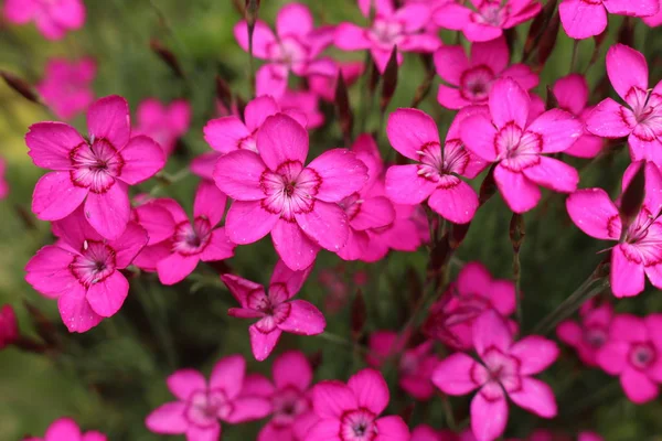 Μοβ Λουλούδια Dianthus Gallen Ελβετία — Φωτογραφία Αρχείου