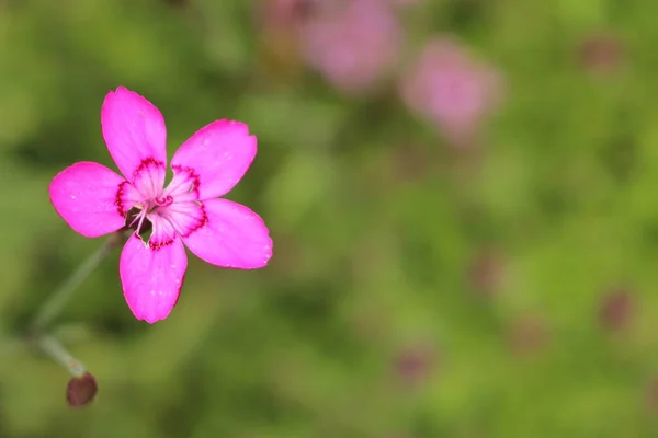 Μοβ Λουλούδια Dianthus Gallen Ελβετία — Φωτογραφία Αρχείου