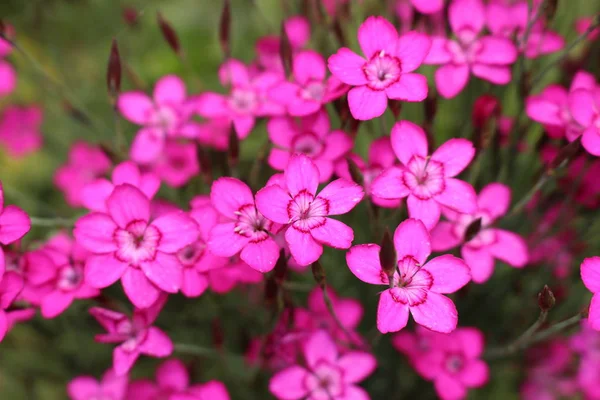 Μοβ Λουλούδια Dianthus Gallen Ελβετία — Φωτογραφία Αρχείου