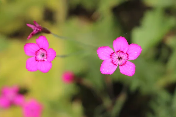 Lila Dianthus Virágok Itt Gallen Svájc — Stock Fotó