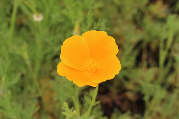Orangefarbene Blüte Des Kalifornischen Mohns Oder Goldener Mohn California Sunlight — Stockfoto