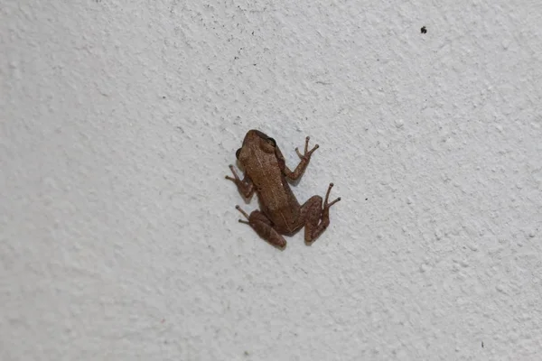 Whistling Coqui Frog Cochran Treefrog Cochran Robber Frog White Wall — Fotografia de Stock