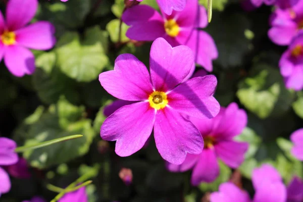 Primrose Flower Gallen Ελβετία — Φωτογραφία Αρχείου