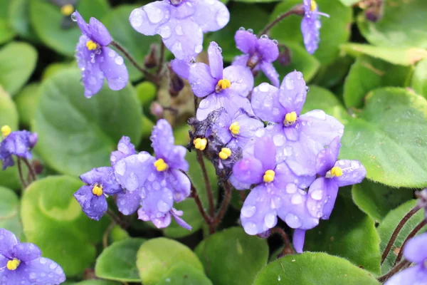 瑞士圣加仑的非洲紫罗兰花 有雨滴 其拉丁文名叫Saintpaulia Ionantha 原产于坦桑尼亚和肯尼亚 — 图库照片