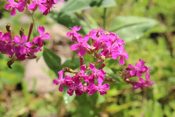 Τριαντάφυλλο Ροζ Sweet William Catchfly Λουλούδια Garden Catchfly Στη Ζυρίχη — Φωτογραφία Αρχείου