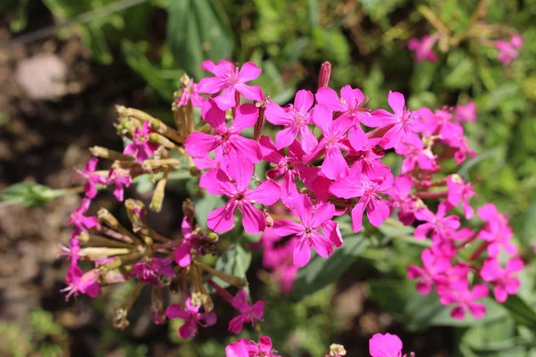 Τριαντάφυλλο Ροζ Sweet William Catchfly Λουλούδια Garden Catchfly Στη Ζυρίχη — Φωτογραφία Αρχείου