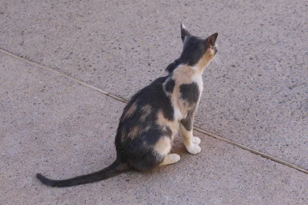 Gatto Maculato Strada Alhambra Granada Spagna — Foto Stock