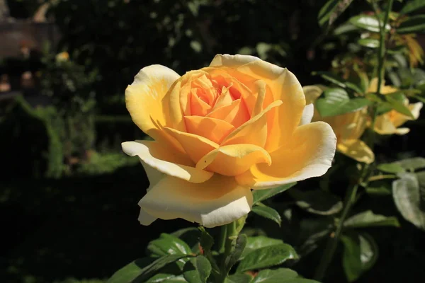 Rosa Amarilla Única Jardín Del Generalife Complejo Del Palacio Alhambra — Foto de Stock