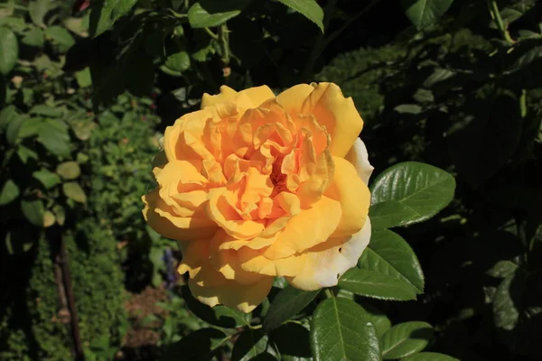 Rosa Amarilla Única Jardín Del Generalife Complejo Del Palacio Alhambra — Foto de Stock