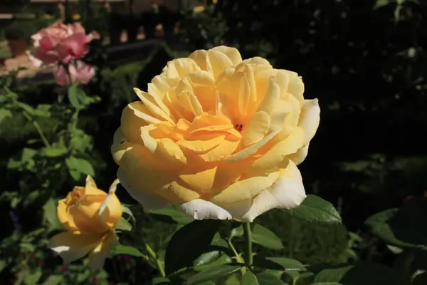 Rosa Amarilla Única Jardín Del Generalife Complejo Del Palacio Alhambra — Foto de Stock