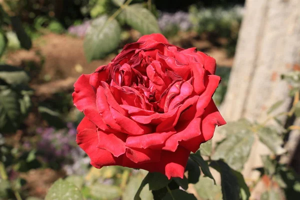 Rosa Roja Jardín Del Generalife Complejo Del Palacio Alhambra Granada — Foto de Stock
