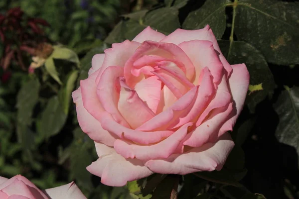 Una Rosa Jardín Del Generalife Complejo Del Palacio Alhambra Granada — Foto de Stock