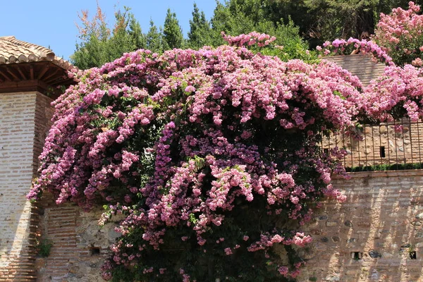 Flowers Generalife Gardens Historical Alhambra Palace Fortress Complex Granada Andalusia — Stock Photo, Image