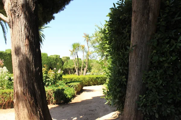 Cypress Trees Gardens Alhambra Palace Complex Granada Andalusia Spain — Stock Photo, Image