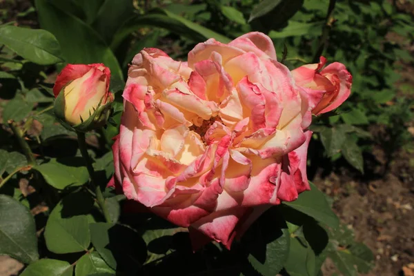 Rosa Soltera Jardín Del Generalife Palacio Alhambra Palacio Complejo Fortalezas — Foto de Stock